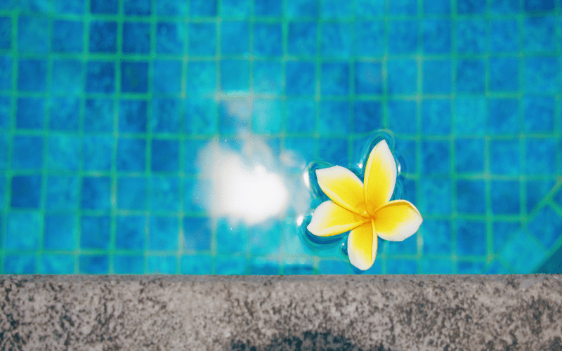 beautiful-white-yellow-flower-in-pool