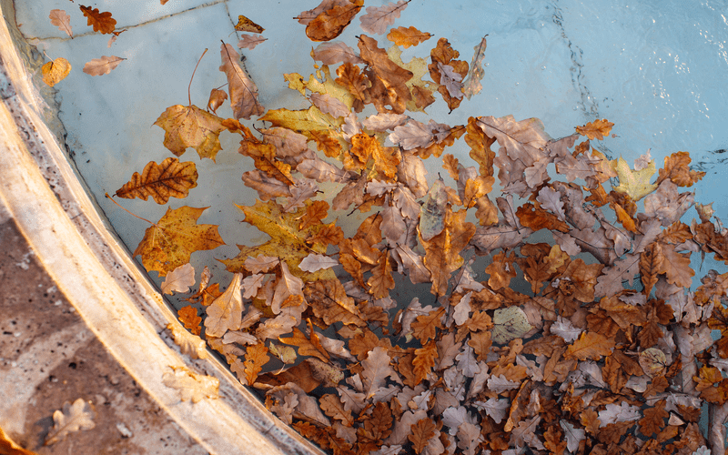 fallen-different-colourful-leaves-floating-in-pool-closeup