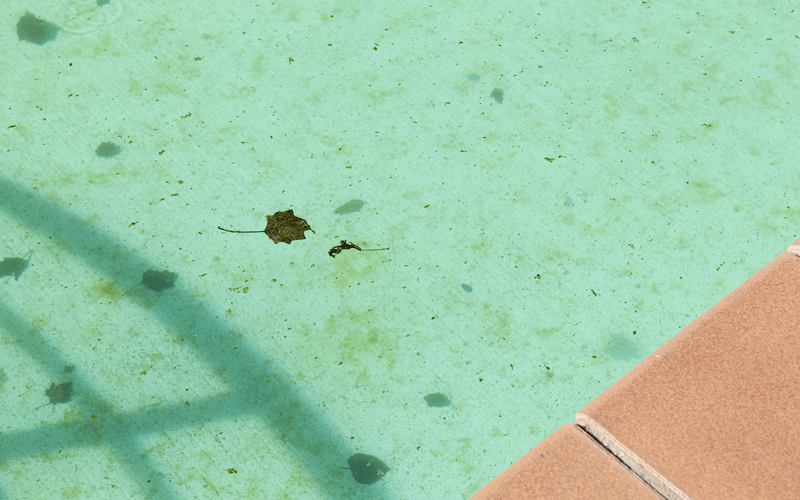 dirty-dallas-tx-swimming-pool-background-green