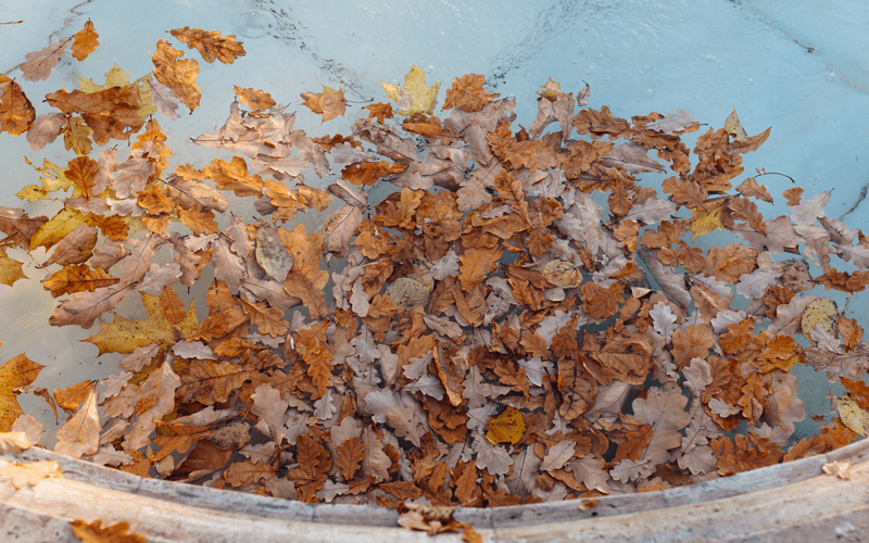 fallen-different-colourful-leaves-floating-in-dallas-pool-closeup