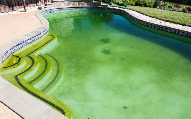 green algae in dallas pool needs removal