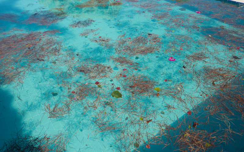 overgrown weeds in dalllas swimming pool